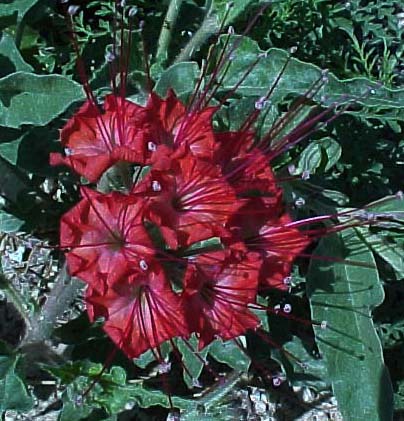 scarlet muskflower