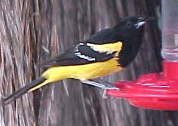 Scott's Oriole