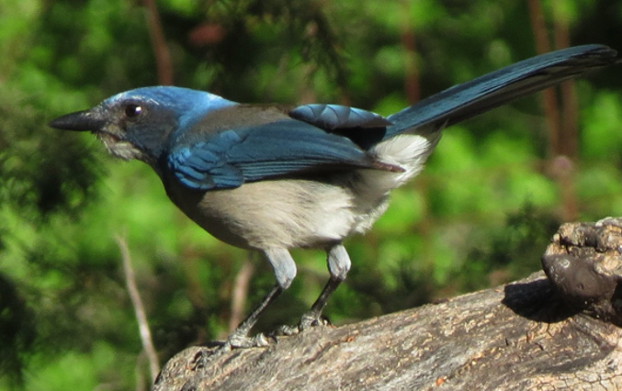 scrubjay