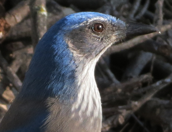 Scrub-Jay