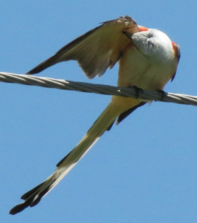 scissortailedflycatcher