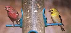 To Sunflower Tube