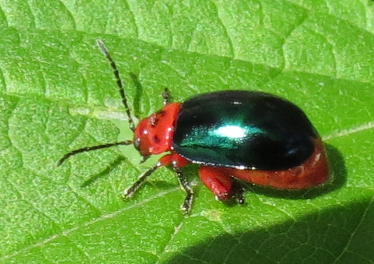 <"shiningfleabeetle"