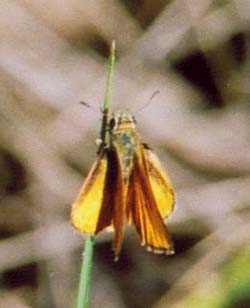 Skipper sp.