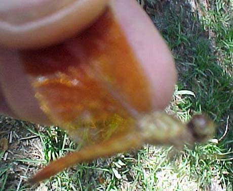 Slough Amberwing