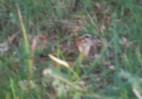 Smith's Longspur