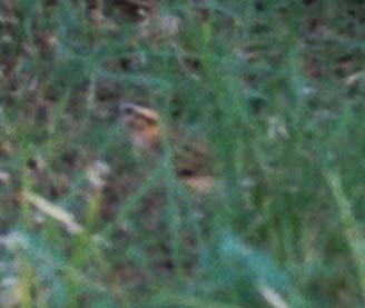 Smith's Longspur