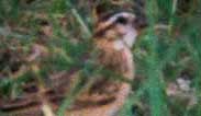 To Smith's Longspur