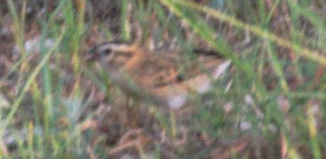 Smith's Longspur