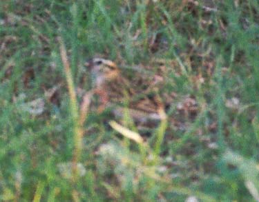Smith's Longspur