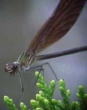 Smoky Rubyspot