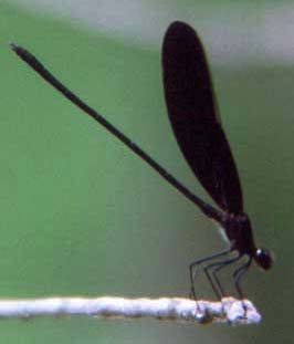 Smoky Rubyspot
