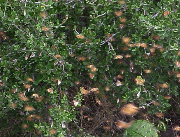 Snout butterflies