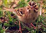 To Sparrows & Such