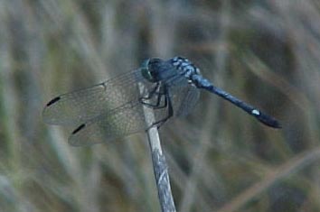 Spot-tailed Dasher