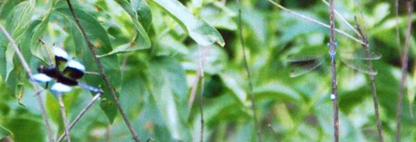 Spreadwing and Widow Skimmer
