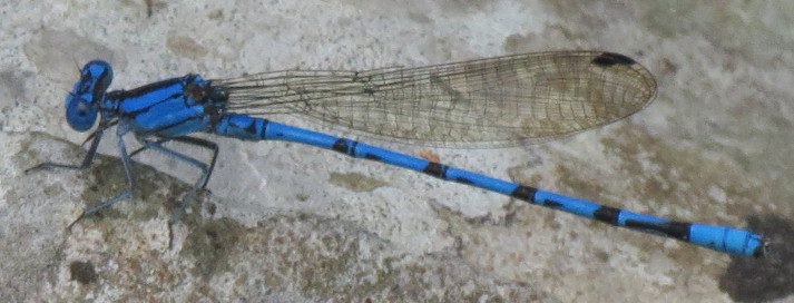 Springwater Dancer