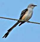 Scissor-tailed Flycatcher