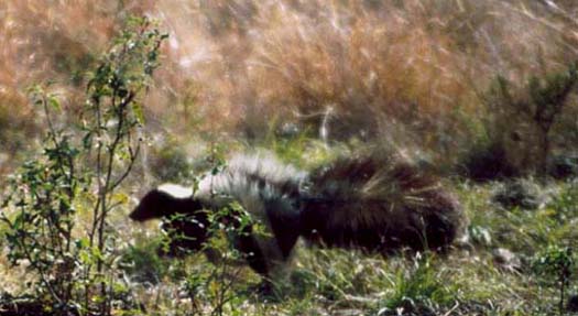 Striped Skunk