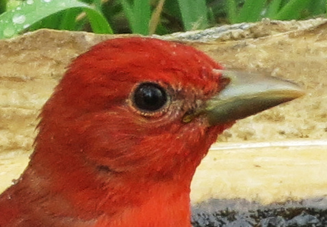 summertanager