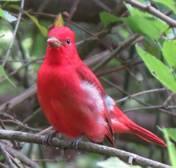 Summer Tanager