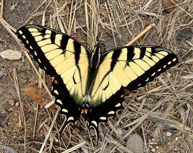 E. Tiger Swallowtail