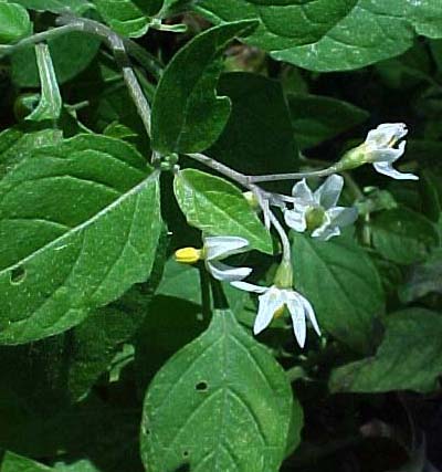 sycamore-leaf Snow Bell