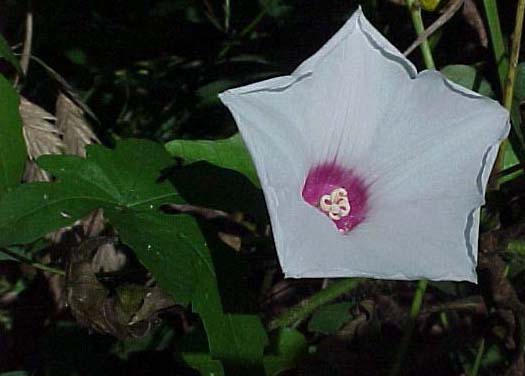 Texas Bindweed