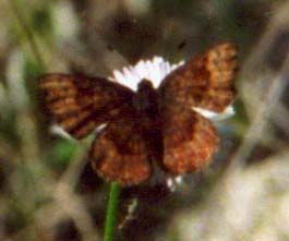 Fatal Metalmark