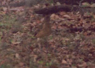 Clay-colored Robin