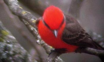 Vermilion Flycatcher