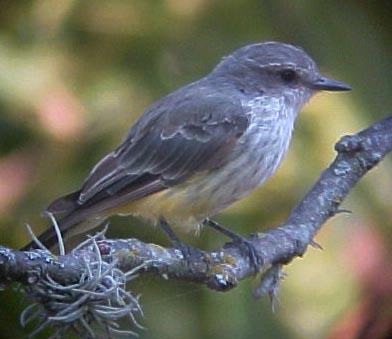Vermilion Flycatcher