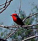 Vermilion Flycatcher