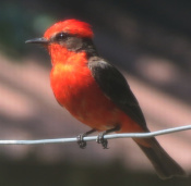 To Flycatchers