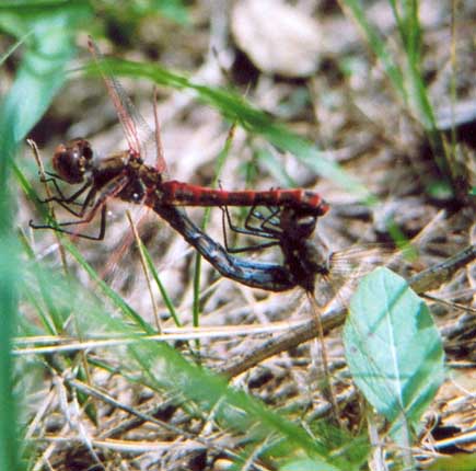 Variegated Meadowhawk