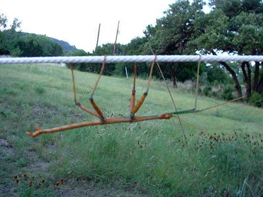 Stick Insect