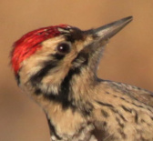 To Woodpeckers