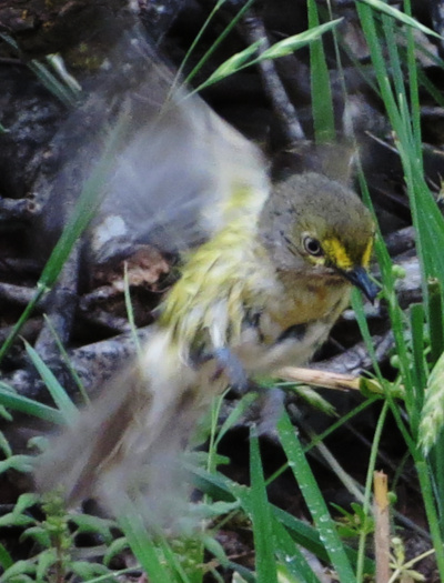 White-eyed Vireo