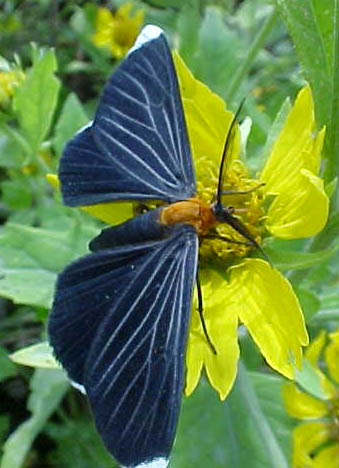 White-tipped Black