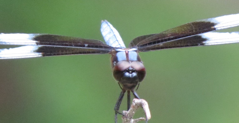 Widow Skimmer