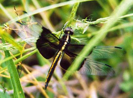 Widow Skimmer