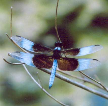 Widow Skimmer