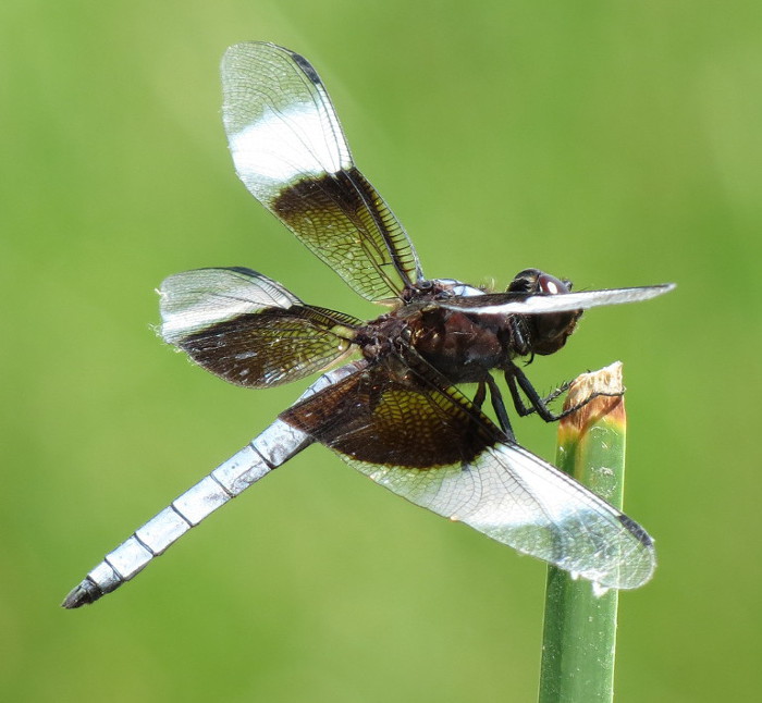 Widow Skimmer