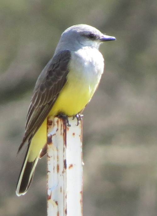 westernkingbird