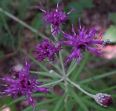 wooly ironweed