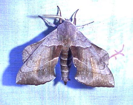 Walnut Sphinx Moth