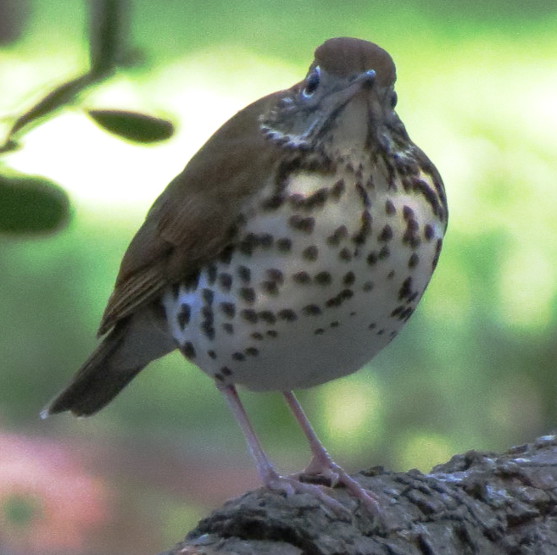 Wood Thrush