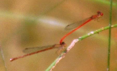 Desert Firetail