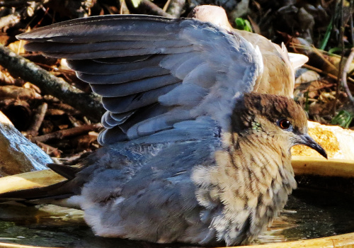 White-winged Dove