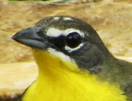 Yellow-breasted Chat